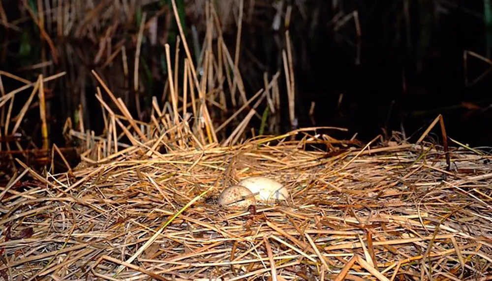 A single egg rests on a bed of dry straw and twigs camouflaged against the natural debris of the forest floor