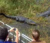 A group of tourists is enjoying a ride on an airboat in a lush wetland environment