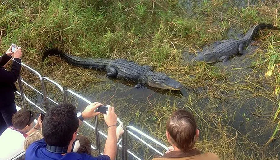 Several tourists are taking photos of alligators from a safe distance on an elevated platform.