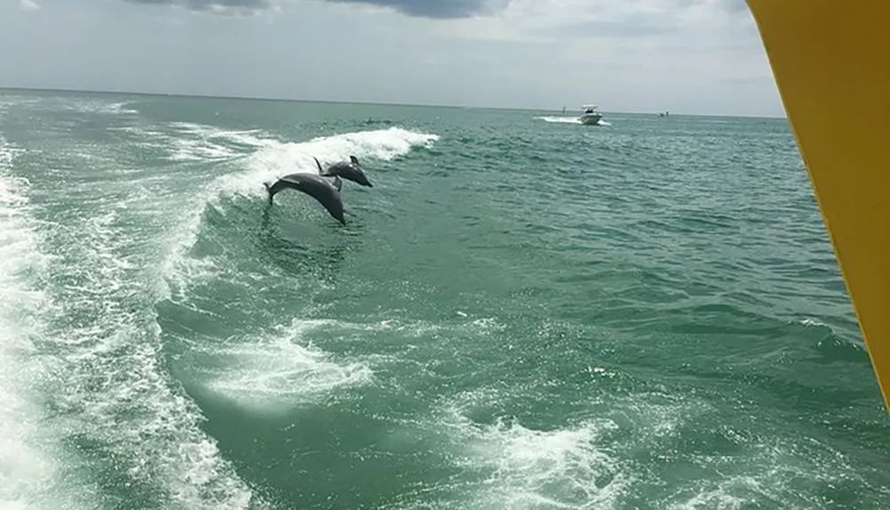 Two dolphins are leaping out of the water alongside a moving boat captured against a backdrop of the oceans turquoise waters and another boat in the distance