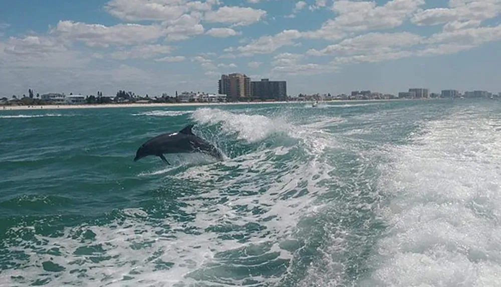 A dolphin is leaping out of the water near the wake of a boat with coastal buildings in the background