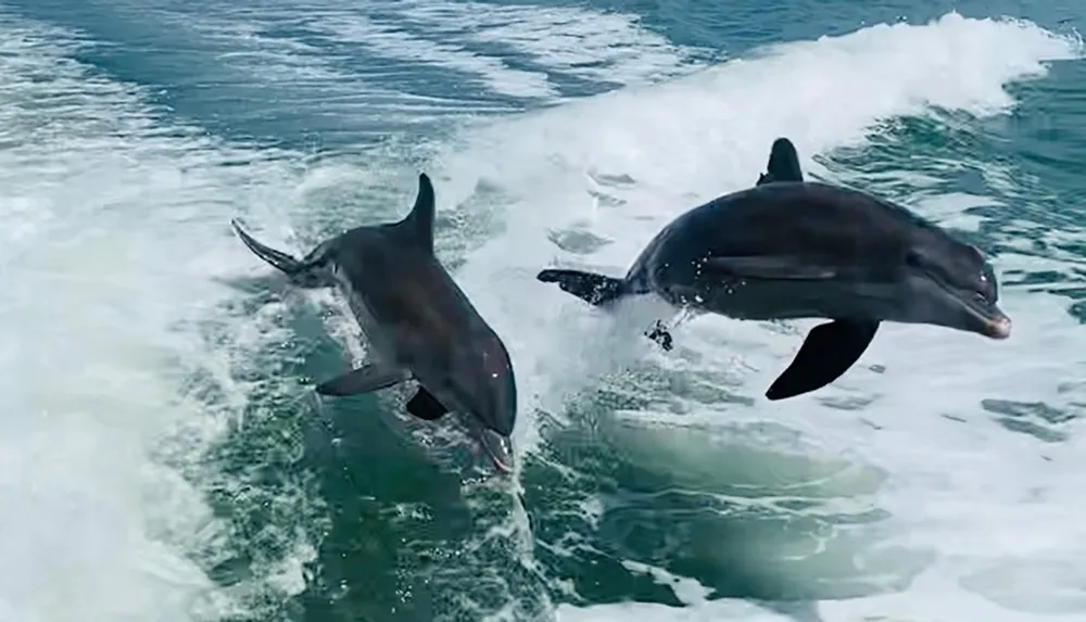 Two dolphins are leaping out of the water beside waves
