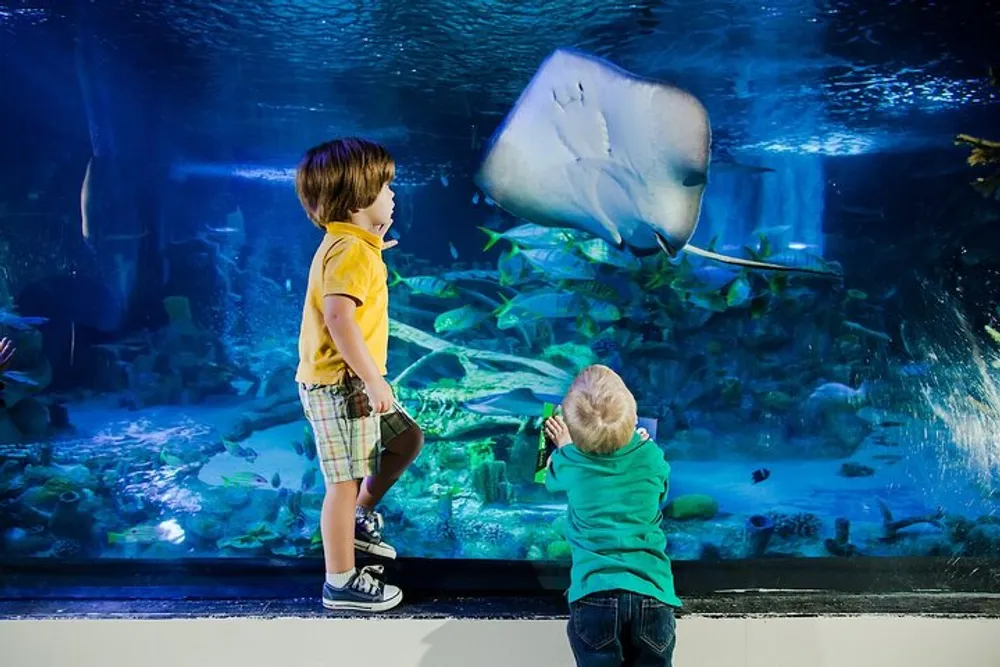 Two children are at an aquarium observing and photographing marine life including a close-up view of a stingray gliding past them