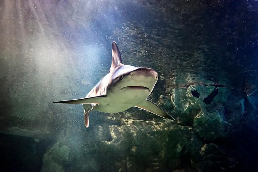 A shark is swimming in clear sunlit water approaching the viewer with a serene underwater background