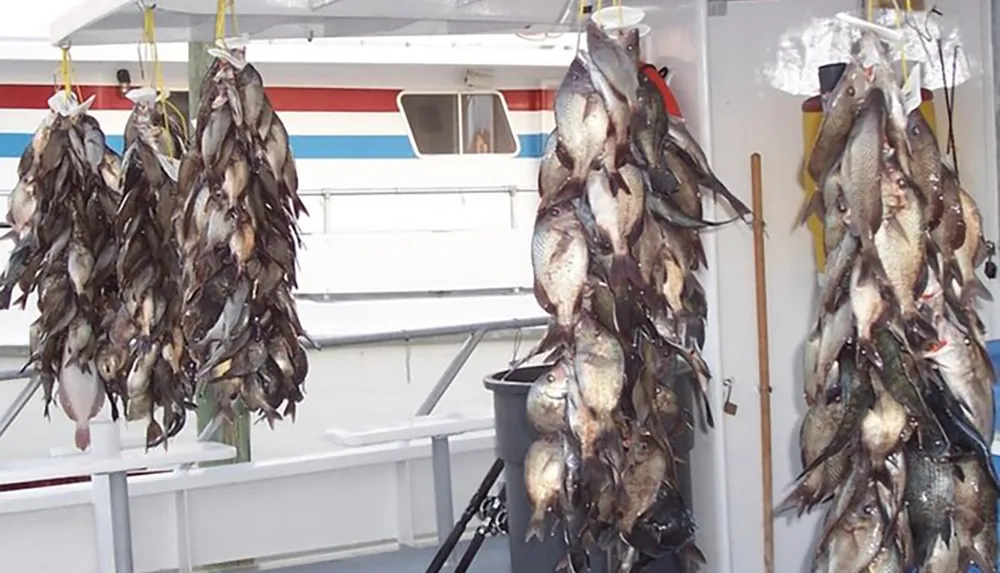 Several clusters of fish are displayed hanging on hooks aboard a boat likely showcasing a successful fishing trip