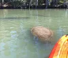 A manatee is visible near the surface of the water by two kayaks