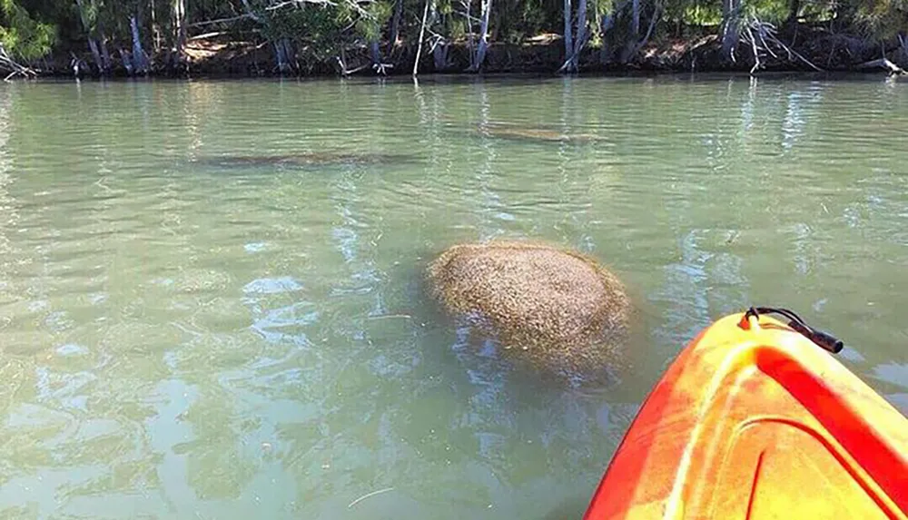 A person kayaking appears to encounter a large manatee swimming close to the surface of a calm river
