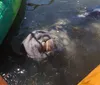 A manatee is visible near the surface of the water by two kayaks