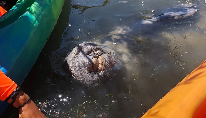 Manatee Kayaking Tour Along Florida's Indian River Photo