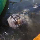 Dolphin & Manatee Tour
