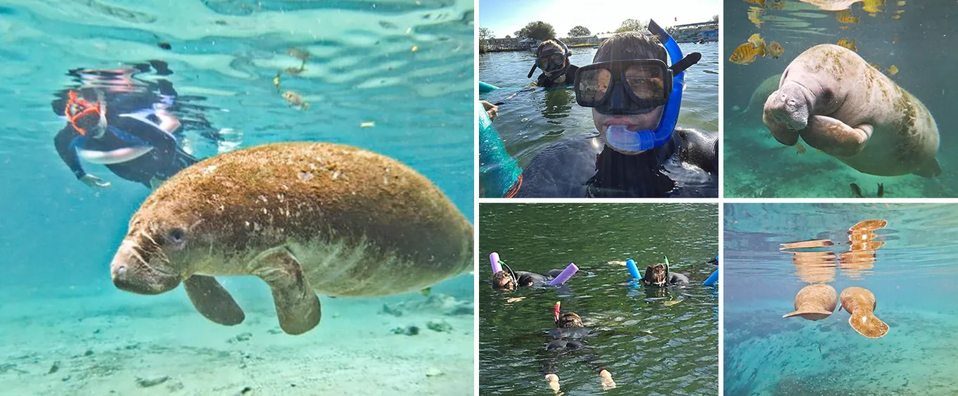 Crystal River Manatee Swim from Orlando