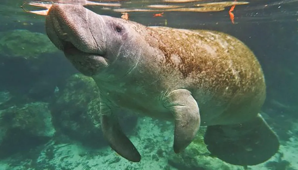 A manatee is seen swimming serenely in clear underwater surroundings with the waters surface visible above