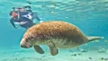 Crystal River Manatee Swim from Orlando Photo