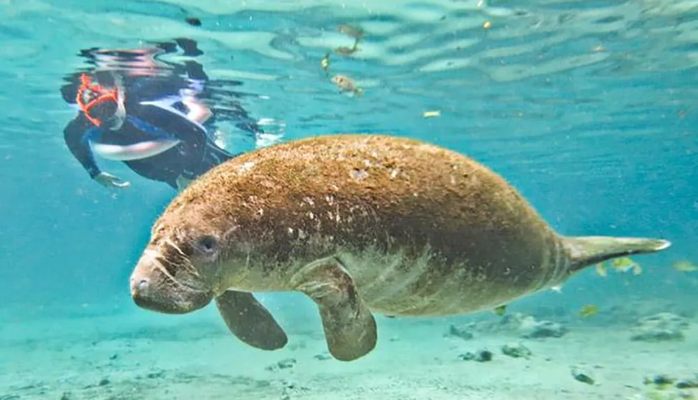 A person is snorkeling behind a large manatee swimming in clear blue water