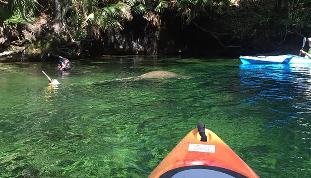The image shows a person snorkeling in clear green waters near a kayak with lush foliage surrounding the serene river scene