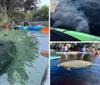 The image is a collage of people kayaking in clear waters alongside manatees with a close-up of a manatee in the second panel