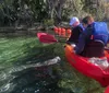 The image is a collage of people kayaking in clear waters alongside manatees with a close-up of a manatee in the second panel