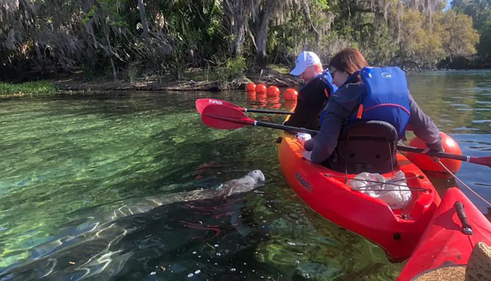 Two people in a red kayak are looking at a manatee swimming in clear water near some trees on a sunny day