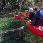 Manatee Kayak Tour at Blue Springs State Park