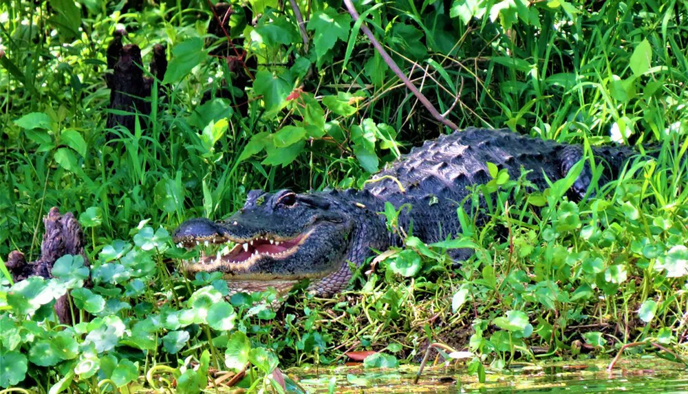 An alligator is lying by the waters edge among green foliage with its mouth slightly open