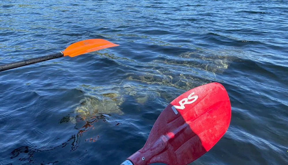 Two kayak paddles with orange blades are resting on the surface of a body of water suggesting a kayaking activity
