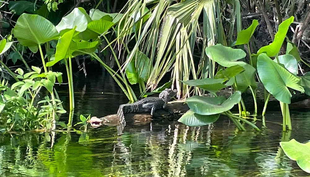 An alligator is basking in the sun on a log by the waters edge amidst lush green vegetation