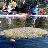 Private Manatee Tour (1-5pax)