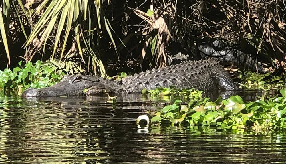 An alligator is partially submerged in water surrounded by greenery