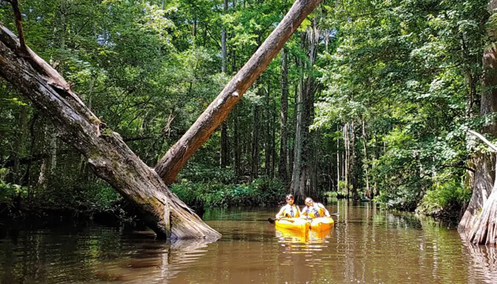 Two people are kayaking through a serene sun-dappled forested waterway with fallen trees overhead
