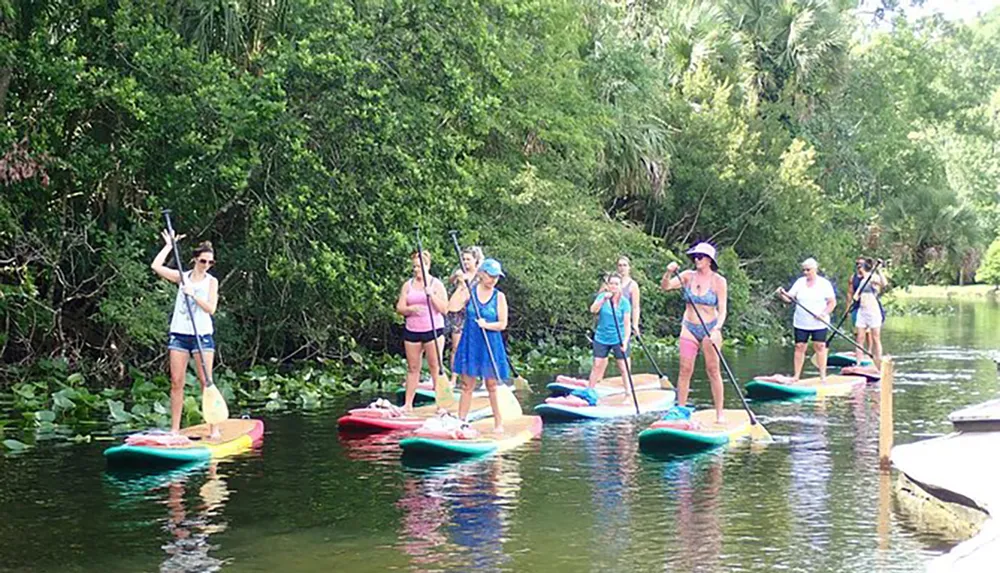 A group of people are stand-up paddleboarding on a calm river surrounded by lush greenery