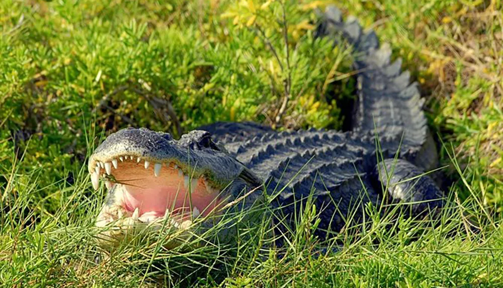 A crocodile is basking in the sun with its mouth open wide revealing its sharp teeth amidst green grass