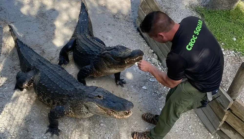 A person labeled Croc Squad is feeding or interacting with two alligators on sandy ground