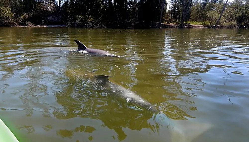 Two dolphins are swimming in murky water near the edge of a waterway with trees and vegetation visible in the background