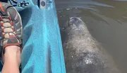 A person in a kayak is close to a manatee swimming in the water next to them.