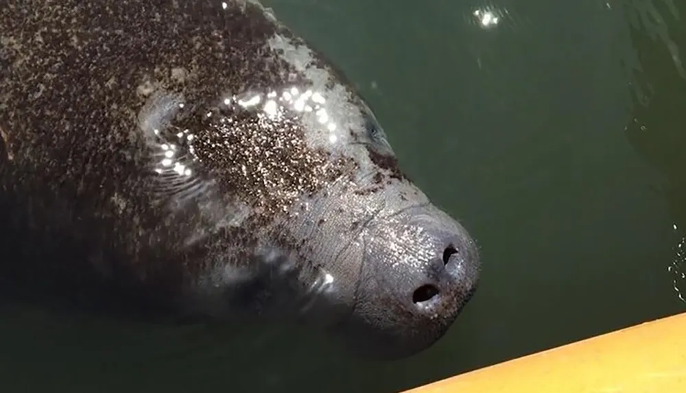 A manatee is peeking its nostrils above the water surface likely for a breath of air