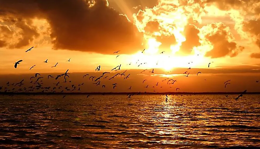 A flock of birds flies over the sea against a backdrop of a dramatic golden sunset