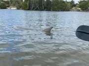 A dolphin is swimming near the surface of the water close to a boat's paddle in a calm, tree-lined waterway.