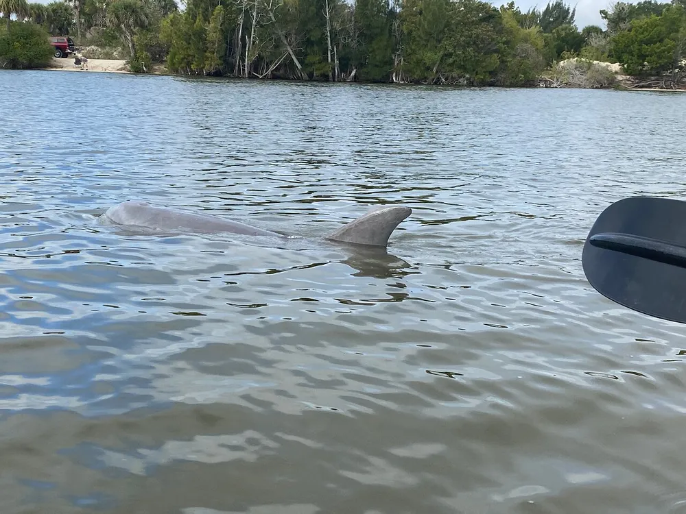 A dolphin is swimming near the surface of the water close to a boats paddle in a calm tree-lined waterway