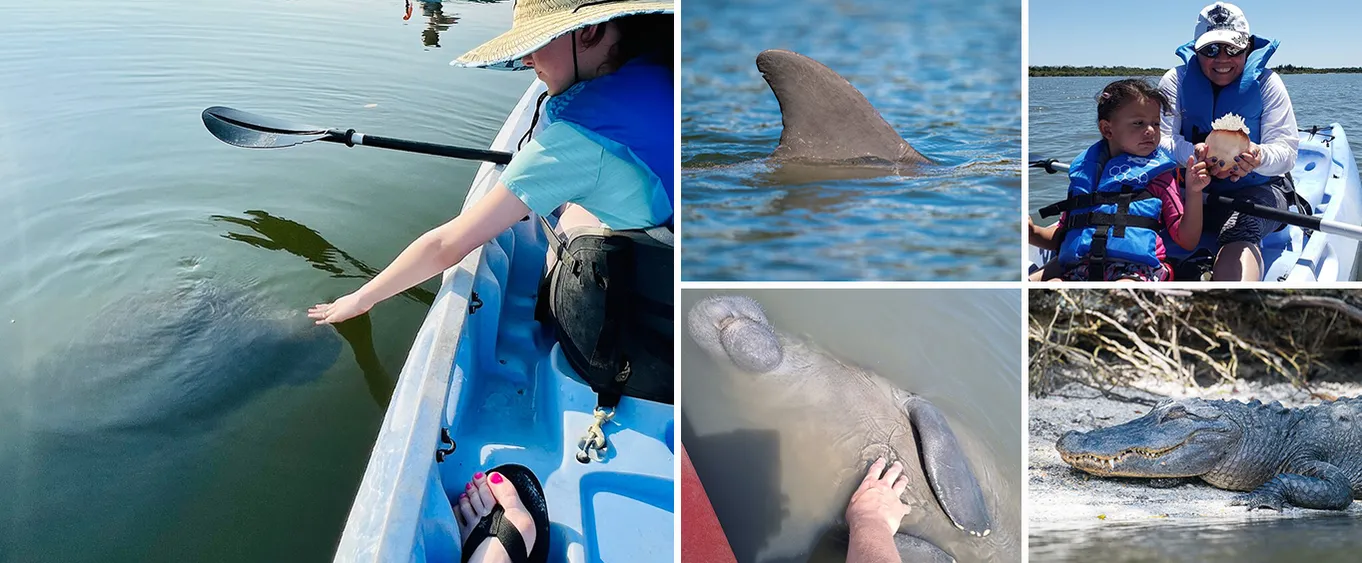 Orlando Manatee and Dolphin Tour