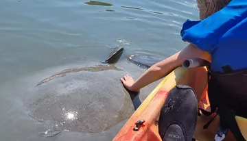 A person on a kayak is reaching out towards a manatee swimming close by in clear water.