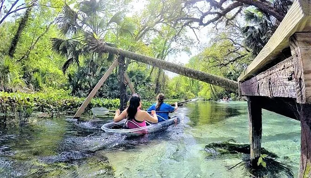 Two people are canoeing on a clear serene river surrounded by lush greenery