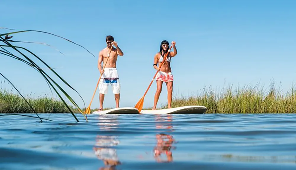 A man and a woman are stand-up paddleboarding on a calm water surface near green reeds under a blue sky