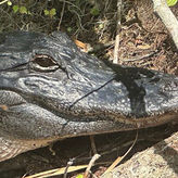 Gator Tour