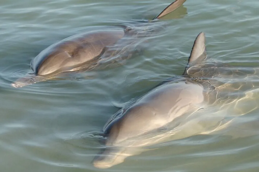 Two dolphins are swimming near the surface of the water visible just below the waterline