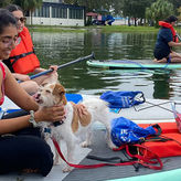 Paddle with Bunny and Pups