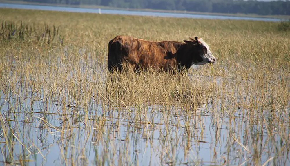 A cow is standing amidst a flooded grassland under a clear sky