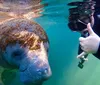 A smiling snorkeler is enjoying an up-close encounter with a friendly manatee underwater