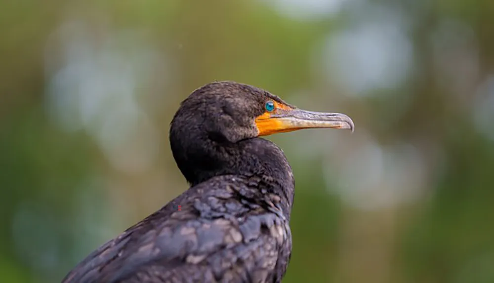 The image shows a close-up of a black cormorant bird with distinctive turquoise eyes set against a blurred green background