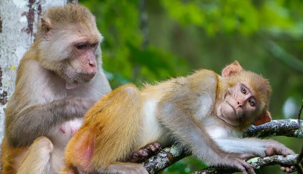 Two monkeys are resting on a tree branch with one lying down and the other sitting beside it both appearing contemplative