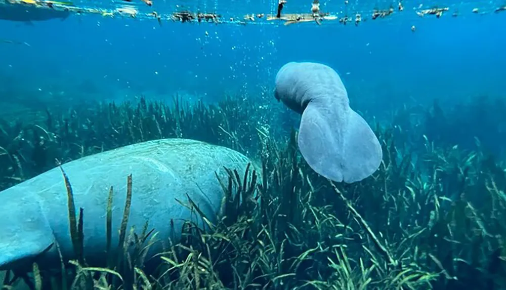 The image shows a manatee swimming through clear blue water over the seagrass beds with its silhouette visible against the aquatic plants